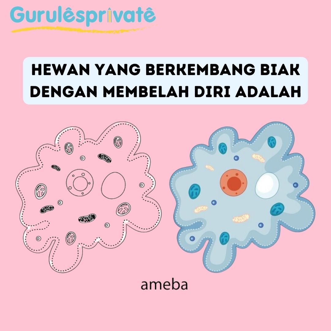 gambar Hewan yang Berkembang Biak dengan Membelah Diri: Apa Ada?, gurulesprivate melayani jasa les privat, Les Privat SMP, les privat, guru les privat, biaya les sd per bulan, biaya les privat, biaya les calistung, guru privat, Les Privat SD, Les Privat TK